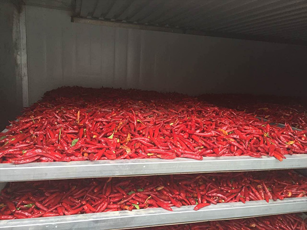 Chili drying room case
